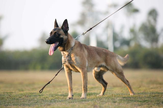 为什么农村人不能养马犬狗（为什么马犬不合适家养打架厉害）