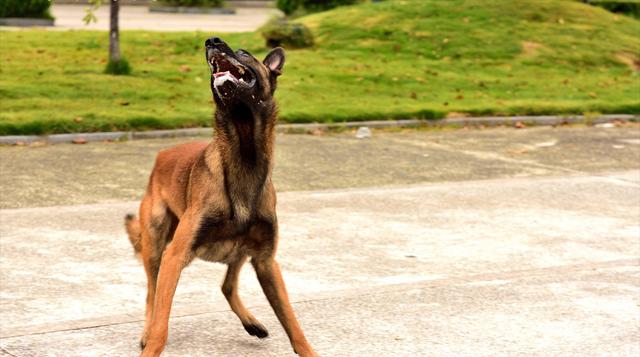 为什么农村人不能养马犬狗（为什么马犬不合适家养打架厉害）