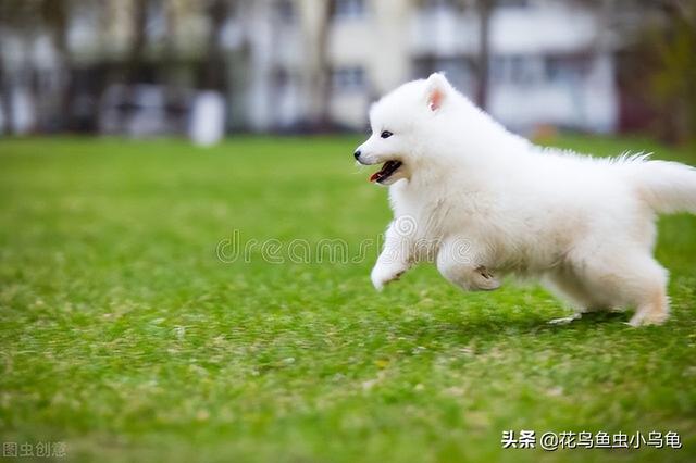 一只萨摩耶幼犬多少钱一只（萨摩耶好不好养?看完这几点你就知道啦!）