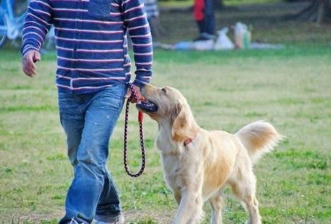 怎样看出幼犬认主人了没（狗狗是怎么认出主人的呢）