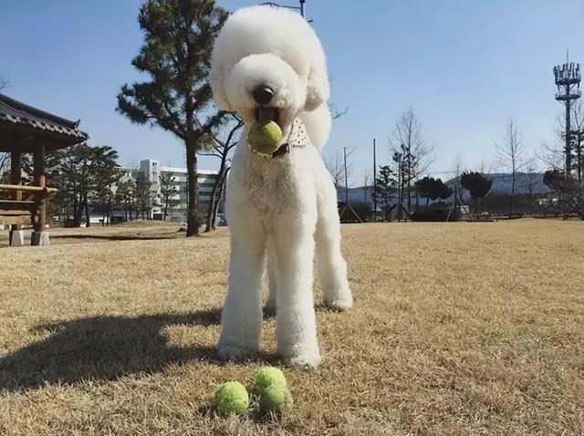 正宗罗威纳多少钱一只幼犬（哪5种狗饲养成本高一点的品种）