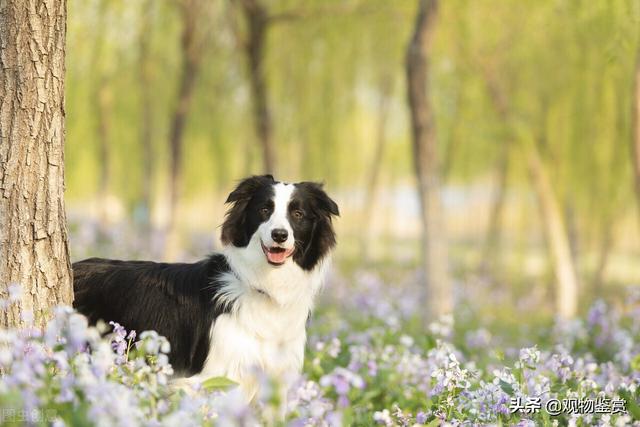 边境牧羊犬年龄体重对照表图片（边牧体重和食量对照表图片对比）