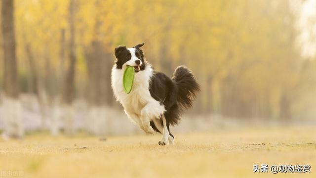 边境牧羊犬年龄体重对照表图片（边牧体重和食量对照表图片对比）