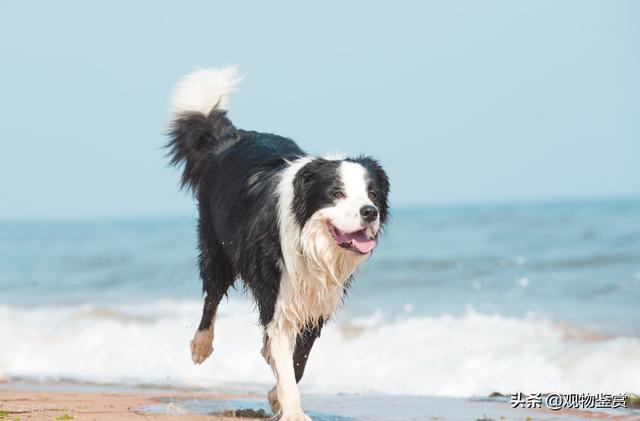 边境牧羊犬年龄体重对照表图片（边牧体重和食量对照表图片对比）