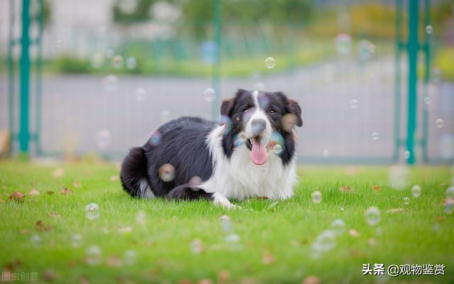 边境牧羊犬年龄体重对照表图片（边牧体重和食量对照表图片对比）