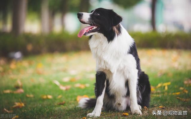 边境牧羊犬年龄体重对照表图片（边牧体重和食量对照表图片对比）