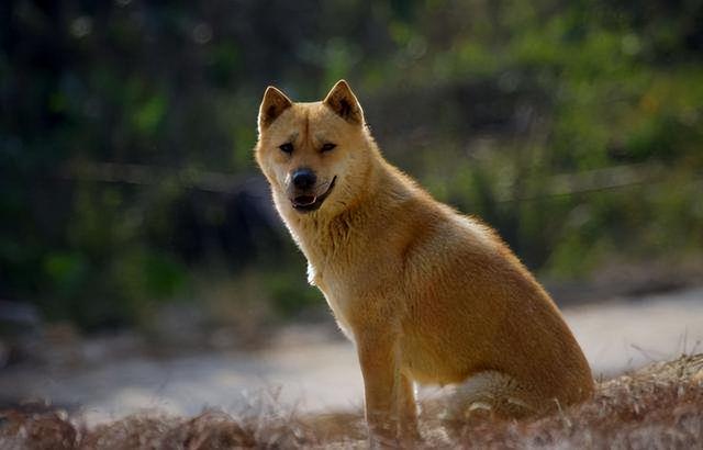 柴犬是中华田园犬的一种吗图片（柴犬和中华田园犬哪个厉害些）