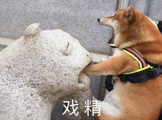 柴犬是中华田园犬的一种吗图片（柴犬和中华田园犬哪个厉害些）