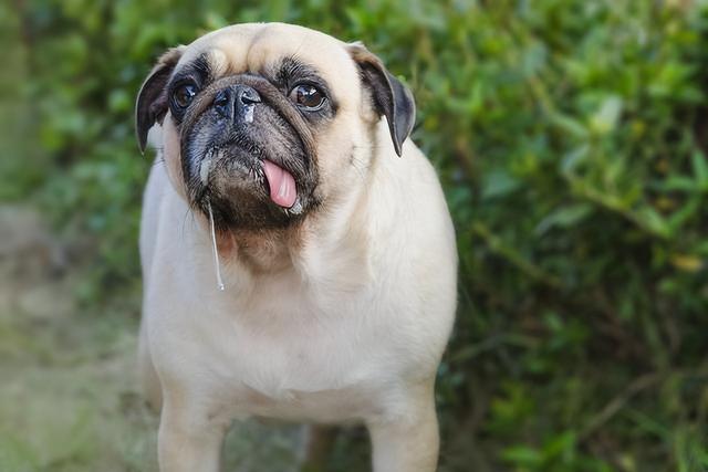 带有狂犬病的狗有什么症状图片（一般有狂犬病的狗有什么表现症状）