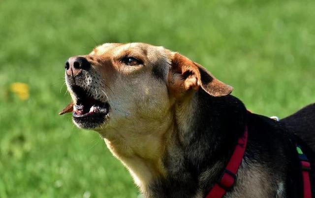 带有狂犬病的狗有什么症状图片（一般有狂犬病的狗有什么表现症状）