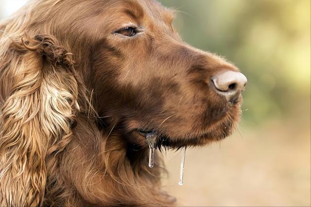 狗感染狂犬病多久会死（狗得狂犬病的征兆是什么表现）