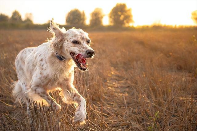 狗狗打了狂犬疫苗咬人有事吗会死吗（狂犬病的征兆是什么样的）