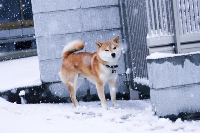 狗狗爪子缝隙红肿用什么药好(柴犬脚趾缝红肿用啥药治疗)