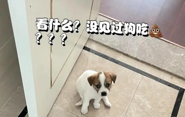 狗为什么会吃屎呢,不觉得臭吗(狗吃屎的科学解释是什么)