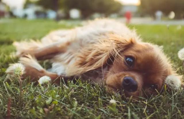 狗有狂犬病的症状怎么办(狂犬病的症状有些什么表现)