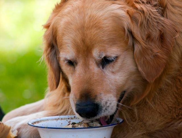 狗有狂犬病的症状怎么办(狂犬病的症状有些什么表现)