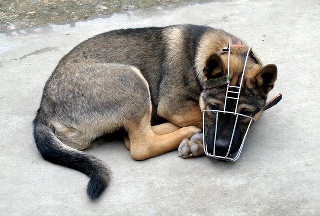 狂犬病毒在狗爪子上存活时间为多久(为什么国内对狂犬病如此恐惧)