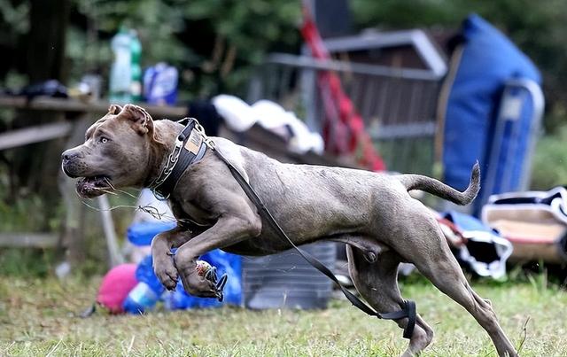 狂犬病毒在狗爪子上存活时间为多久(为什么国内对狂犬病如此恐惧)