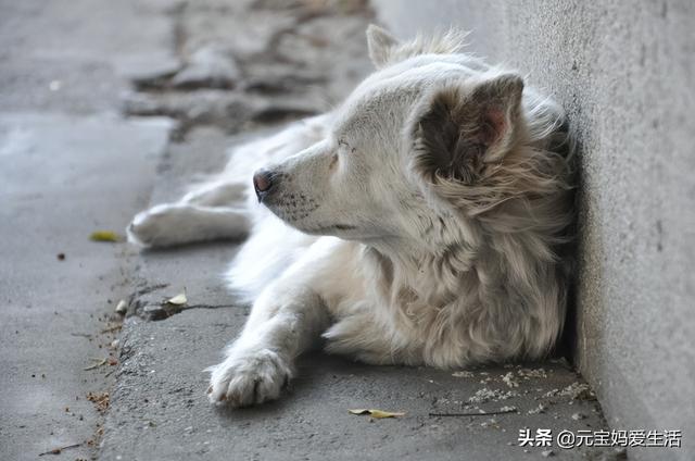 狗最怕什么气味不敢来拉尿怎么回事(狗害怕什么气味不敢接近)