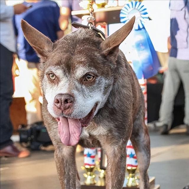 荷兰牧羊犬和斗牛犬杂交图片对比(为什么不建议养卡西莫多犬)