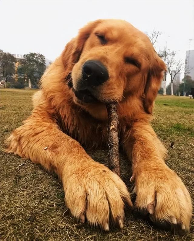 黑白狗是什么品种短腿(丑狗狗的品种有哪些图片)