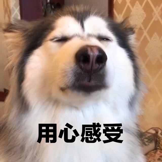 拉布拉多犬的价格多少钱一只黑色(养这几种狗太费钱了怎么办)