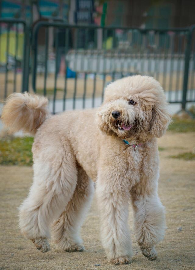 拉布拉多犬的价格多少钱一只黑色(养这几种狗太费钱了怎么办)