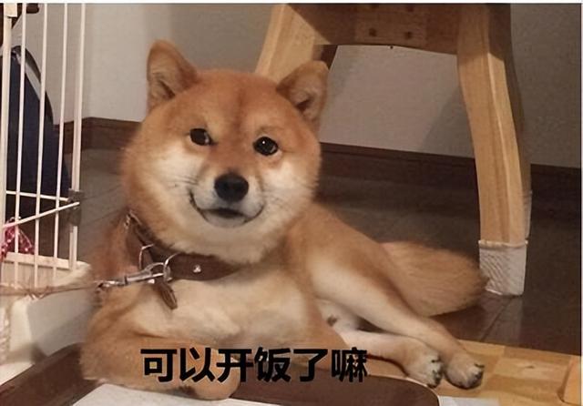 拉布拉多犬的价格多少钱一只黑色(养这几种狗太费钱了怎么办)