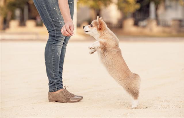 拉布拉多犬的价格多少钱一只黑色(养这几种狗太费钱了怎么办)