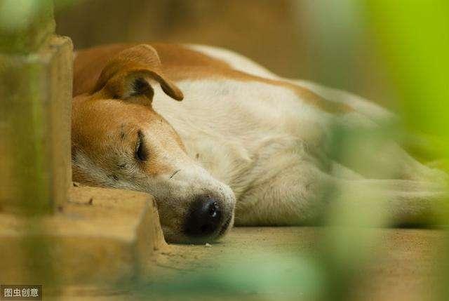 老狗狗临死前的表现10天不吃东西(老年犬衰老的表现有哪些特征)