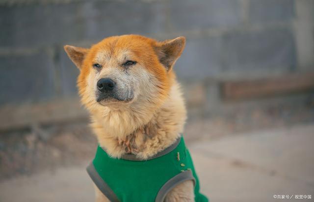 老狗狗临死前的表现10天不吃东西(老年犬衰老的表现有哪些特征)