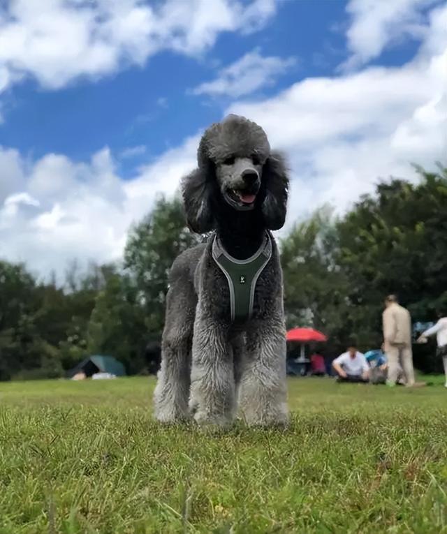 秋田犬价格大概多少钱一只(适合土豪养的狗有哪些)