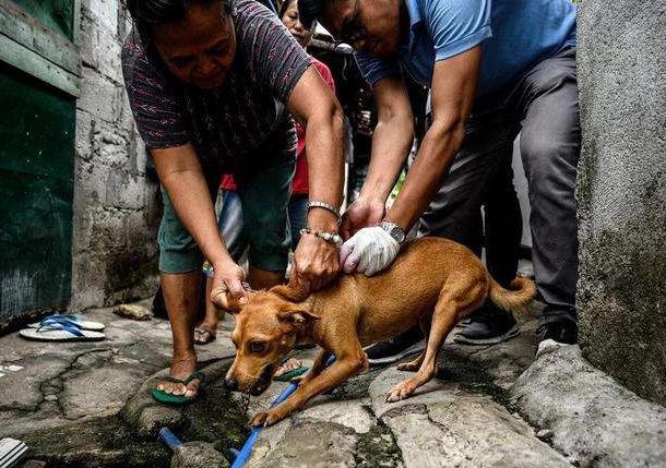 什么狗有狂犬病风险高一些(狗狗有狂犬病的症状有哪些表现)