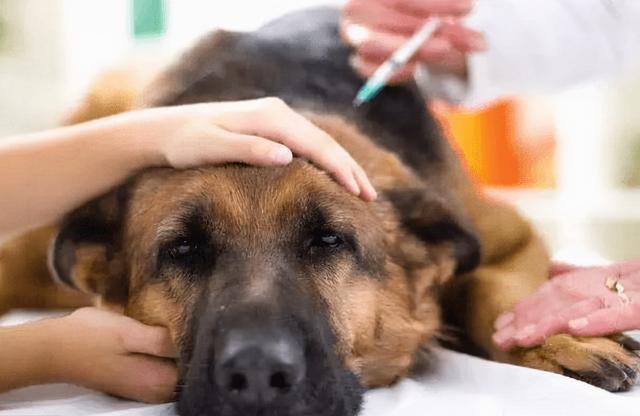 什么狗有狂犬病风险高一些(狗狗有狂犬病的症状有哪些表现)