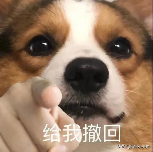 养小鹿犬的人都后悔了怎么办（可爱又凶猛的狗品种有哪些）