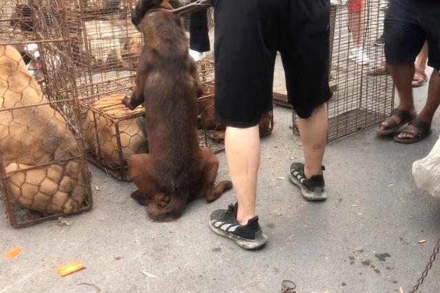 正宗马犬多少钱一只幼犬价格（狗贩子夹狗进笼子，同情这些狗狗）