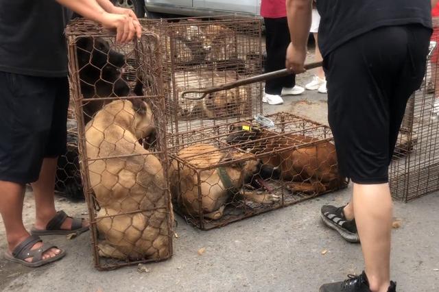 正宗马犬多少钱一只幼犬价格（狗贩子夹狗进笼子，同情这些狗狗）