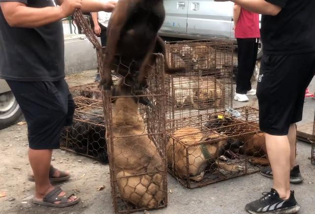 正宗马犬多少钱一只幼犬价格（狗贩子夹狗进笼子，同情这些狗狗）