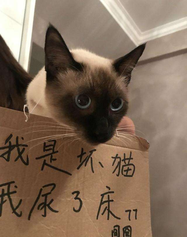 猫怕什么东西 驱猫(驱赶野猫最有效的5种方式)