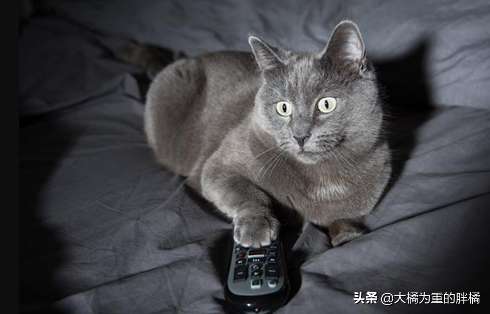 小猫半夜一直叫怎么办母猫（三个月幼猫咪凌晨四五点叫怎么改）