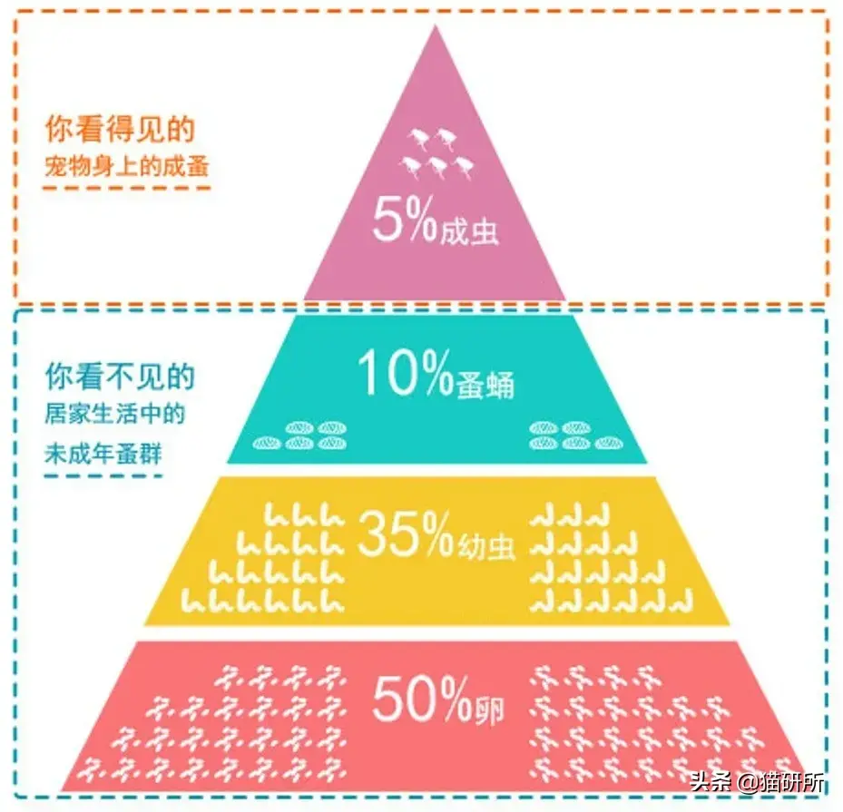 家中养猫满屋子跳蚤都是怎么消灭掉（彻底清除家里的猫跳蚤的方法）