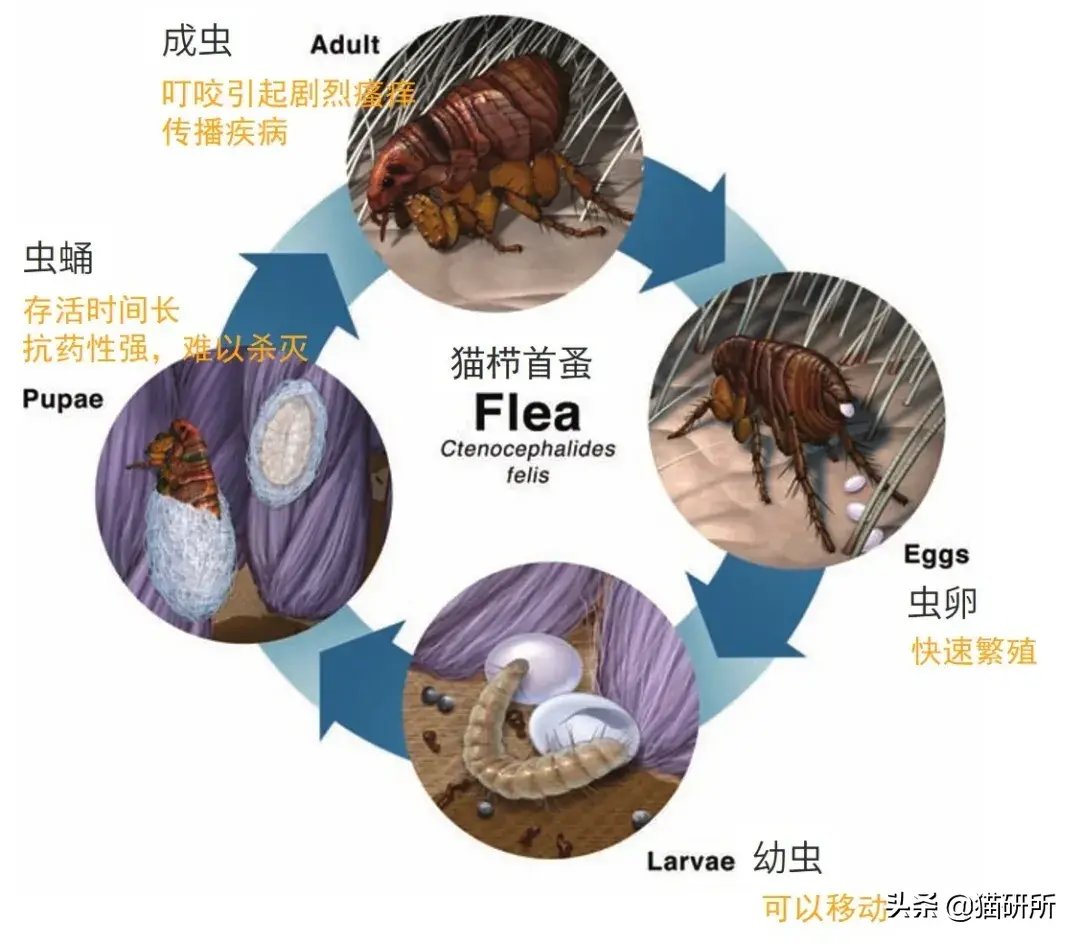 家中养猫满屋子跳蚤都是怎么消灭掉（彻底清除家里的猫跳蚤的方法）