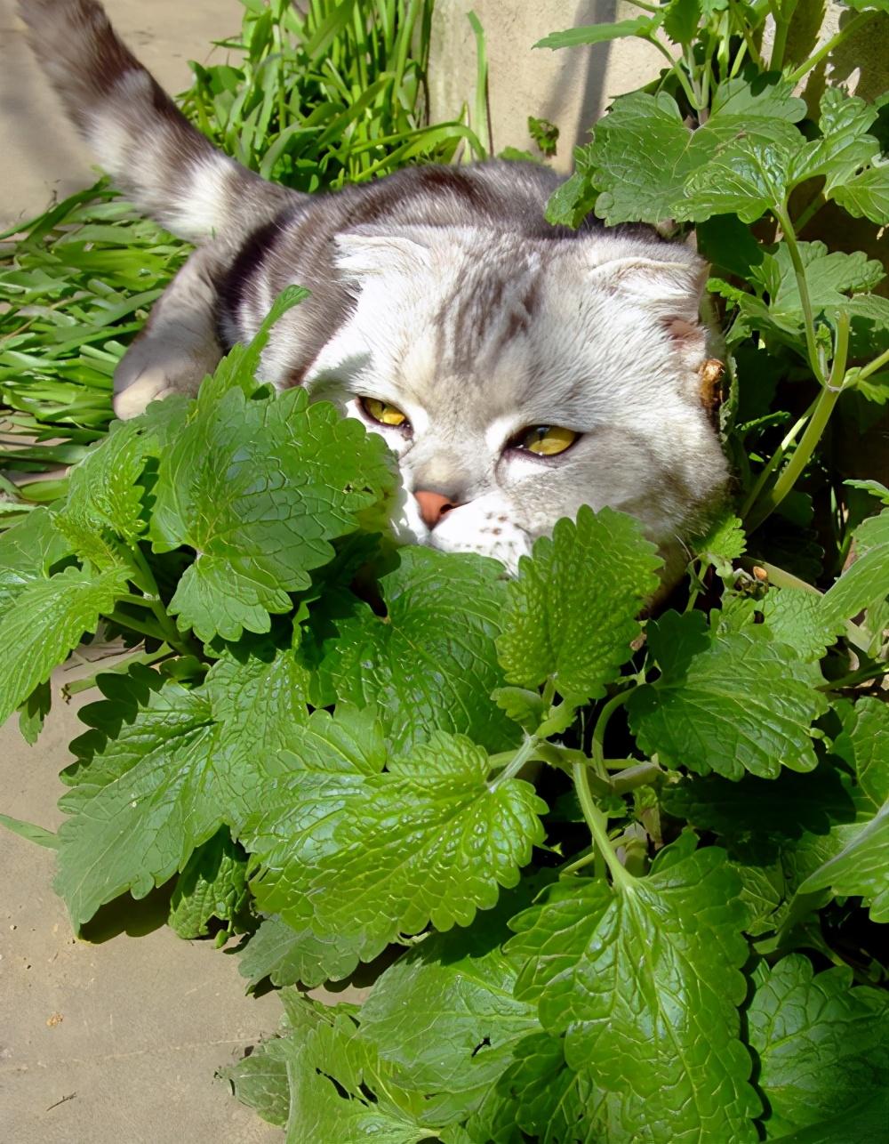 幼猫可以用猫薄荷吗有什么危害?(小猫为什么喜欢猫薄荷的味道)