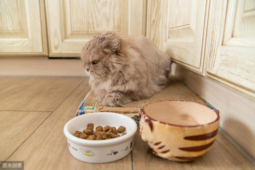 小猫喝什么水比较健康一点(猫喂生水还是白开水好)