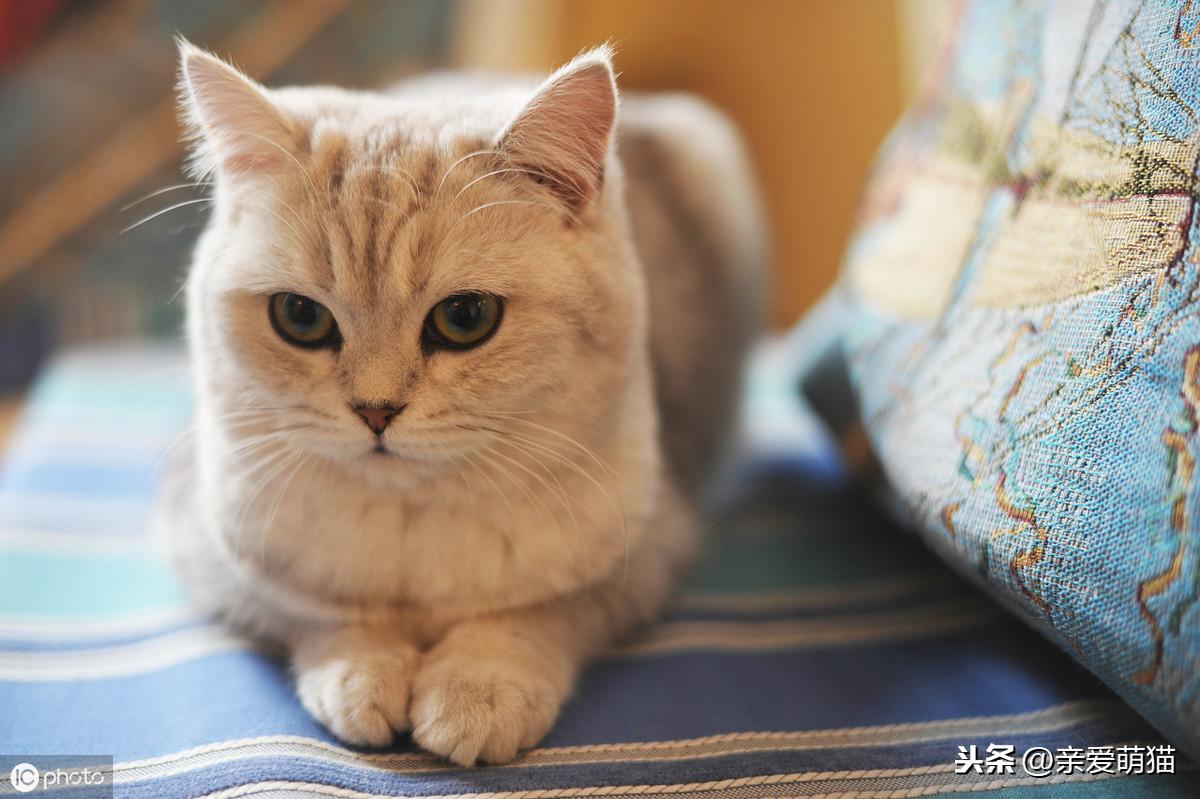 狸花猫多大才能变温顺黏人（狸花猫与英短的区别是什么）