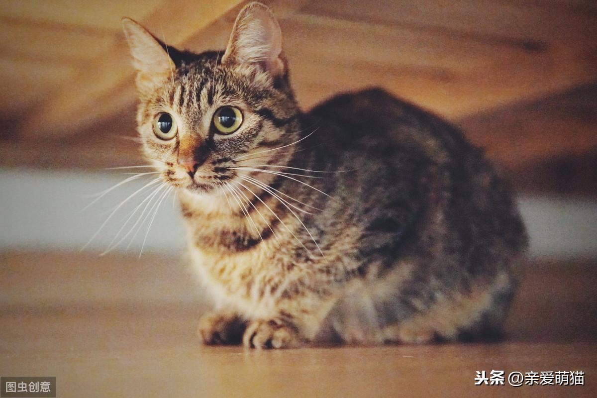 狸花猫多大才能变温顺黏人（狸花猫与英短的区别是什么）