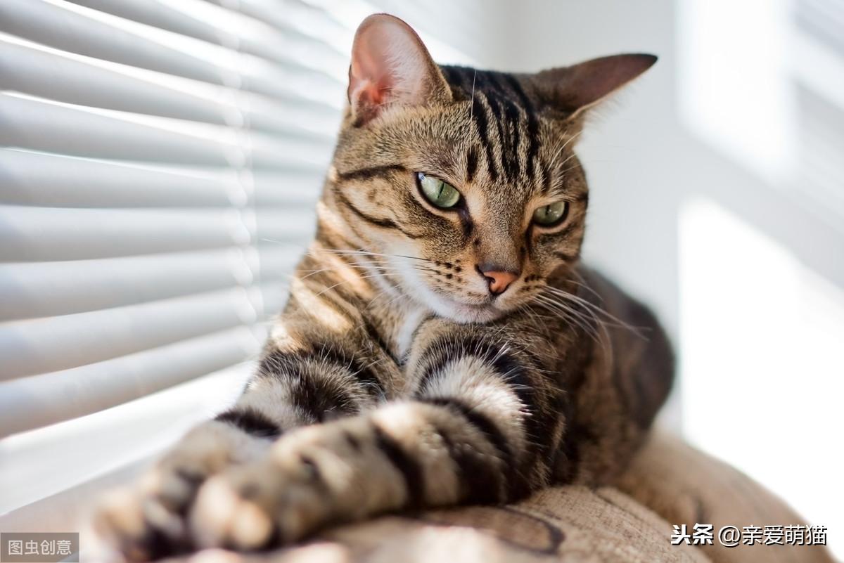 狸花猫多大才能变温顺黏人（狸花猫与英短的区别是什么）