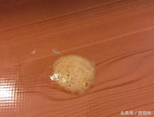 猫咪呕吐奶白色粘液能自愈吗怎么治疗（猫吐了白色黏液或泡沫是什么原因）