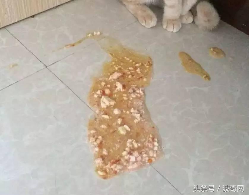 猫咪呕吐奶白色粘液能自愈吗怎么治疗（猫吐了白色黏液或泡沫是什么原因）