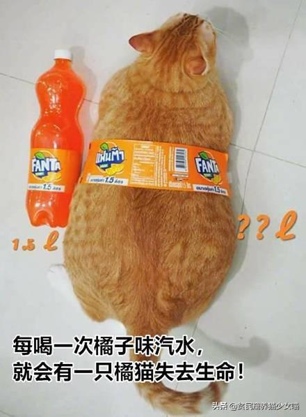 小猫咪腹水症状四大体征表现(怎么判断猫得了猫腹水症状)